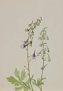 Delphinium (Delphinium scopulorum) by Mary Vaux Walcott