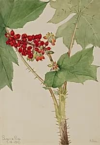 Devilsclub (Echinopanax horridum) by Mary Vaux Walcott
