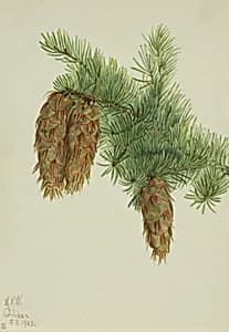 Douglas Fir (Pseudotsuga mucronata) by Mary Vaux Walcott