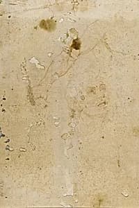 Drawing by J. Cesare, n.d.