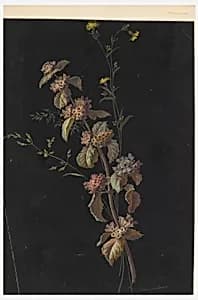Drawing by Johannes or Jakob Stauffacher, Swiss, b. 1850 or 1860