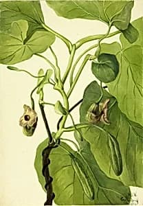 Dutchman's Pipe by Mary Vaux Walcott