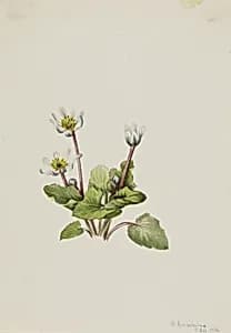 Elkslip (Caltha leptosepala) by Mary Vaux Walcott