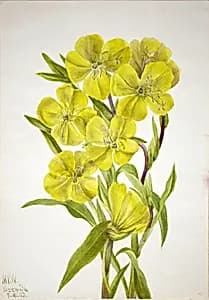 Evening Primrose (Oenothera) by Mary Vaux Walcott