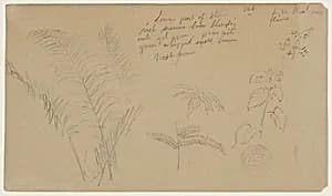 Fern Sketches, Vermont by Frederic Edwin Church, American, 1826–1900