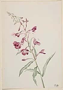 Fireweed (Epilobium angustifolium) by Mary Vaux Walcott