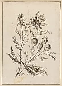 Flower Bough by Jean-Baptiste Pillement, French, 1728–1808