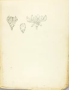 Flower by Solon H. Borglum