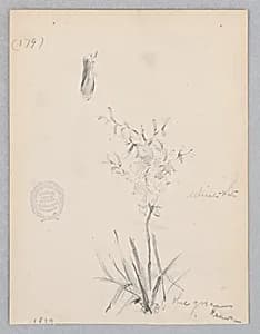 Flowering plant by Robert Frederick Blum, American, 1857–1903