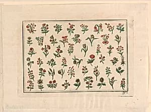 Flowers by Unknown