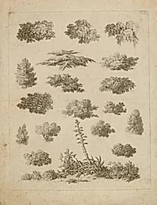 Foliage Studies by Unidentified
