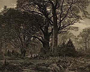 Forêt de Fontainbleau