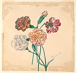 Four carnations by Unknown