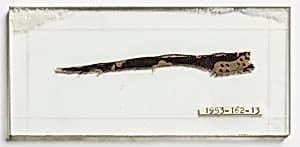 Fragment by Unknown