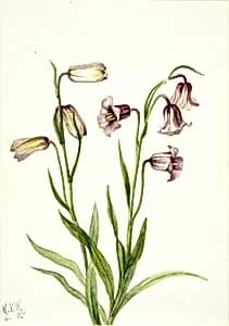 Fritillary (Fritillaria biflora) by Mary Vaux Walcott