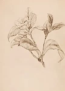 Gardenia