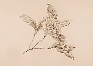 Gardenia by Florence Koehler