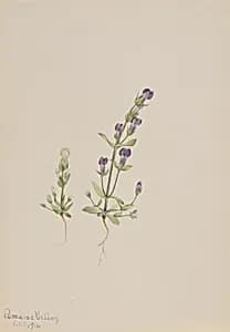 Gentiana propingua by Mary Vaux Walcott