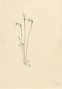 Ghostpipe (Thalesia uniflora) by Mary Vaux Walcott