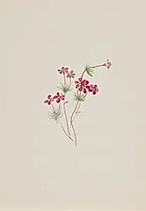 Gilia linanthus parviflorus by Mary Vaux Walcott