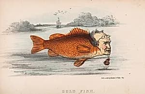 Gold Fish