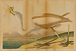 Great White Heron by Julius Bien