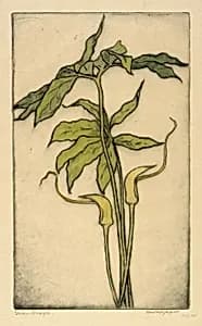 Green Dragon by Bertha E. Jaques