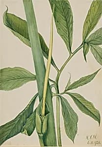 Greendragon (Arisaema dracontium) by Mary Vaux Walcott