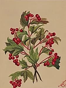 Grouseberry (Viburnum americanum) by Mary Vaux Walcott
