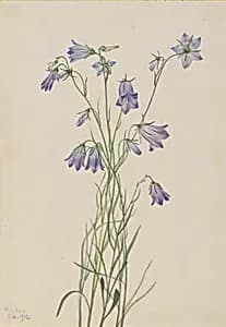 Harebell (Campanula rotundifolia) by Mary Vaux Walcott