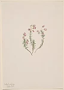 Heather (Phyllodoce intermedia) by Mary Vaux Walcott