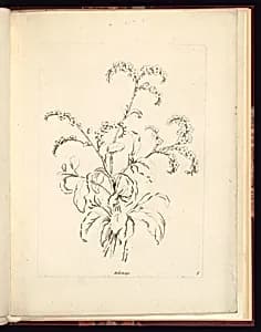 Heliotrope by Charles-Germain de Saint-Aubin, French, 1721–1786