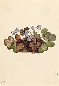 Hepatica (Hepatica americana) by Mary Vaux Walcott