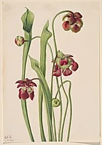 Hybrid Pitcherplant by Mary Vaux Walcott