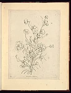 Immortelle et Barbeaux by Charles-Germain de Saint-Aubin, French, 1721–1786