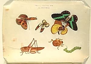 Insects by Unknown