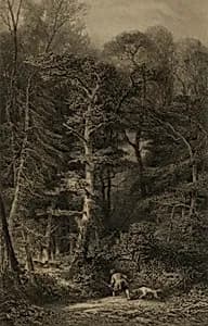 Interieur de Forêt