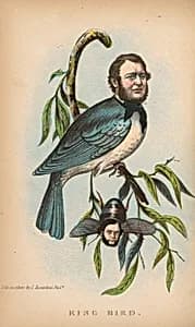 King Bird