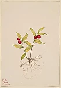 Kruhsea (Kruhsea streptopoides) by Mary Vaux Walcott