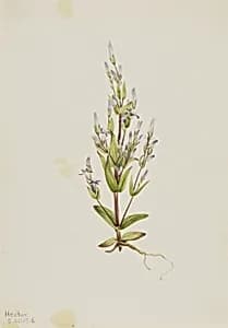 Ladder Gentian (Gentiana acuta) by Mary Vaux Walcott