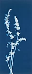 Lavender, Lavandula Labiate by Bertha E. Jaques