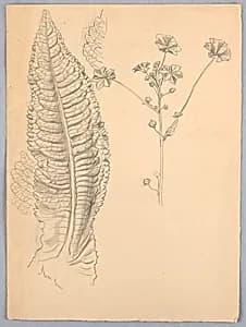 Leaf Studies by Samuel Colman, American, 1832–1920