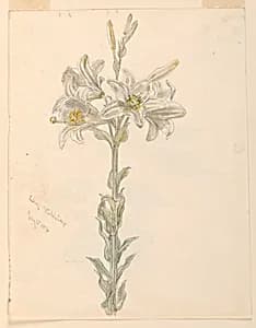 Lily, Stockbridge by Samuel Colman, American, 1832–1920