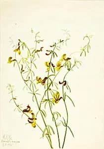 Lotus puberulus by Mary Vaux Walcott