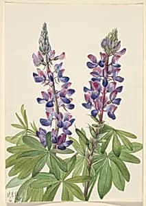 Lupine (Lupinus fornosus) by Mary Vaux Walcott