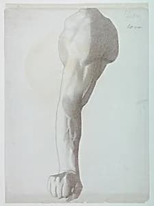 Male Arm by Flora M. Dow