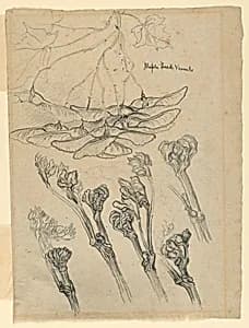 Maple Seed Vessels by Samuel Colman, American, 1832–1920