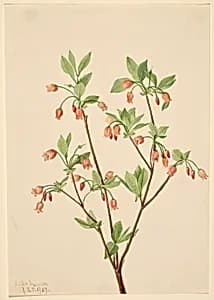 Menziesea (Menziesea glabella) by Mary Vaux Walcott