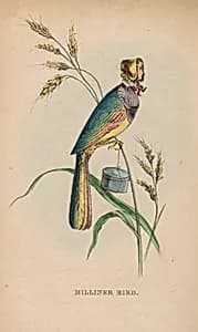 Milliner Bird by Max Rosenthal, 23 Nov 1833 - 8 Aug 1918