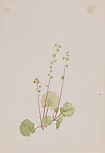 Mitella nuda by Mary Vaux Walcott